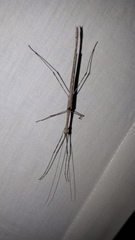 Sipyloidea whitei