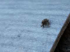 Ceutorhynchus pallidactylus