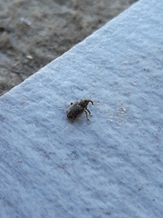 Ceutorhynchus pallidactylus