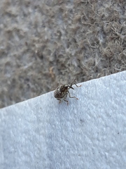 Ceutorhynchus pallidactylus