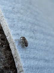 Ceutorhynchus pallidactylus