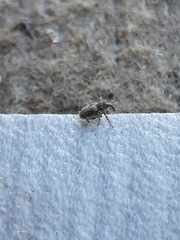 Ceutorhynchus pallidactylus