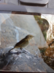 Phylloscopus