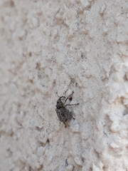 Ceutorhynchus pallidactylus