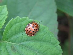 Conchyloctenia praecox