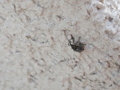 Ceutorhynchus pallidactylus