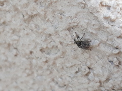 Ceutorhynchus pallidactylus