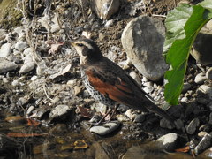 Turdus eunomus