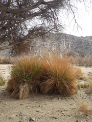Poaceae