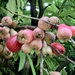 Syzygium malaccense - Photo (c) Felix,  זכויות יוצרים חלקיות (CC BY-NC), הועלה על ידי Felix