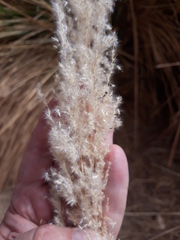 Poaceae