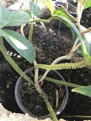 Philodendron squamiferum