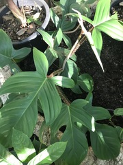 Philodendron squamiferum