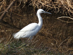 Egretta garzetta