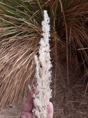Poaceae