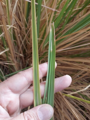 Poaceae