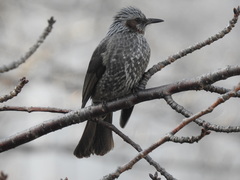 Hypsipetes amaurotis