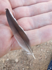 Motacilla alba