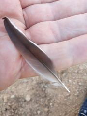 Motacilla alba