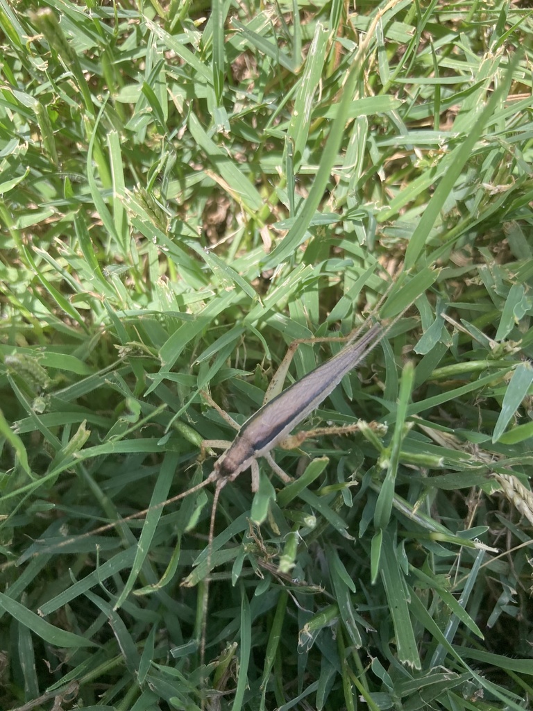 Hemiphonus