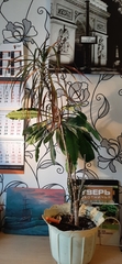 Dracaena reflexa angustifolia