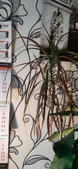 Dracaena reflexa angustifolia
