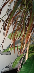 Dracaena reflexa angustifolia