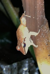 Pristimantis achatinus