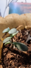 Magnoliopsida