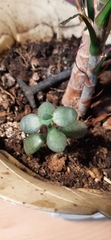 Magnoliopsida