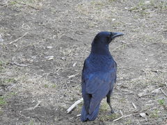 Corvus corone
