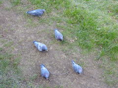 Columba livia domestica