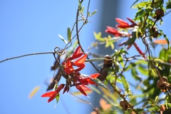 Camptosema rubicundum