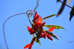 Camptosema rubicundum