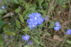 Evolvulus glomeratus