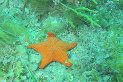 Anthaster valvulatus