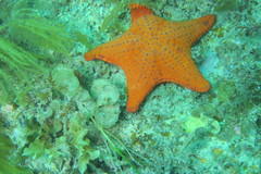 Anthaster valvulatus