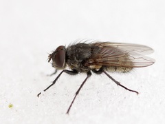 Pollenia
