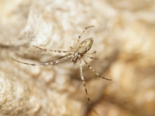 Blunt Stretch Spider