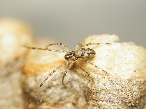 Blunt Stretch Spider