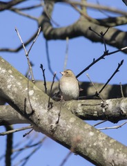 Fringilla coelebs