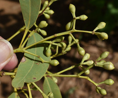 Eucalyptus leptophleba