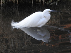 Egretta garzetta