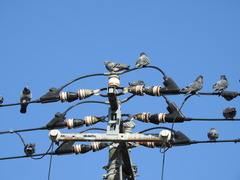 Columba livia domestica