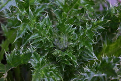 Carduus adpressus
