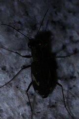 Cylindera obliquefasciata