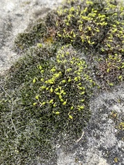 Grimmia pulvinata