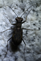 Cylindera obliquefasciata