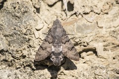 Macroglossum stellatarum