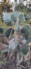 Opuntia alta